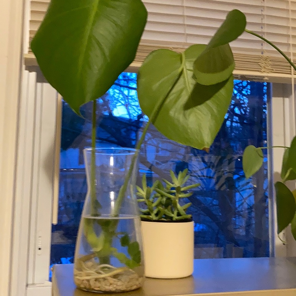 monstera deliciosa cutting